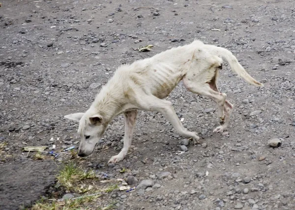 Dog neglected — Stock Photo, Image