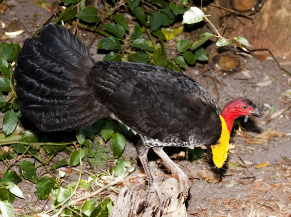 Busch-Truthahn hässlich — Stockfoto