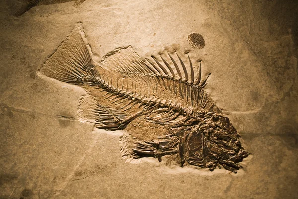 Fossila fiskar — Stockfoto