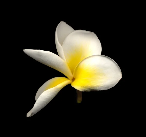 Frangipani —  Fotos de Stock