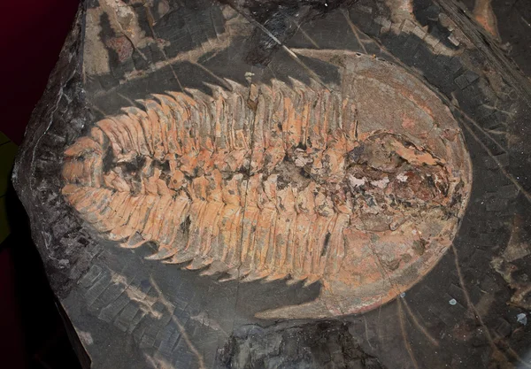 Fossil horse shoe crab — Stock Photo, Image