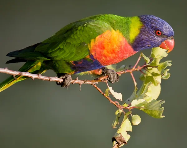 Лорикитовый попугай — стоковое фото
