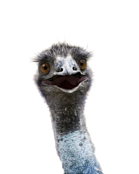 Emu australia stupid bird — Stock Photo, Image