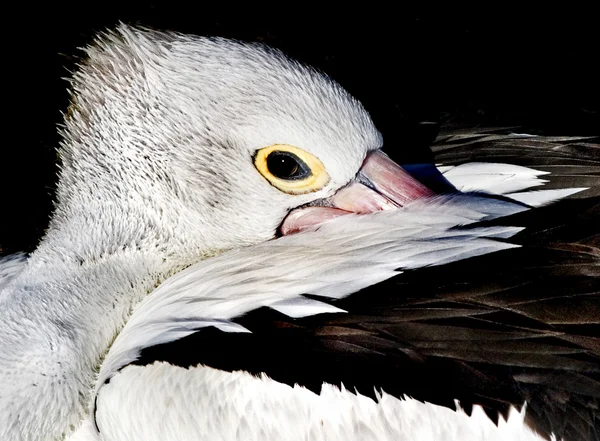 Pelikan guckt — Stockfoto