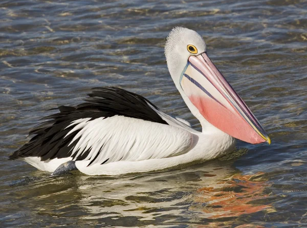 Pelican australia — Stock Photo, Image