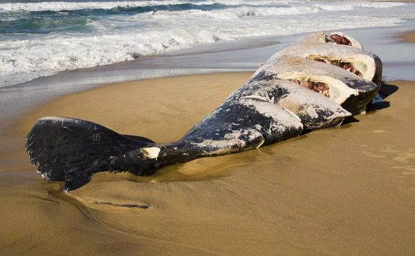 Ölü balina dilimlenmiş — Stok fotoğraf