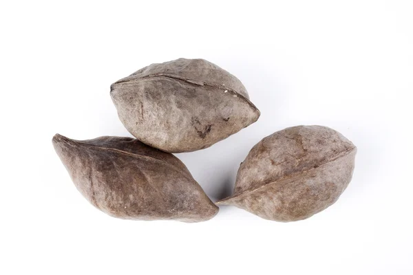 Australian bush nuts — Stock Photo, Image