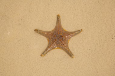 Fırtına denizyıldızı