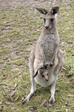 Bebek için seyahat çantası