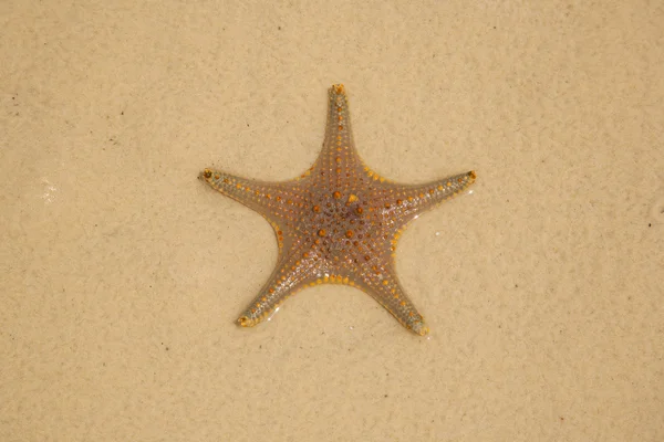 Storm starfish — Stock Photo, Image