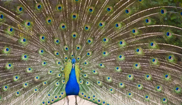 Peacock feathers — Stock Photo, Image