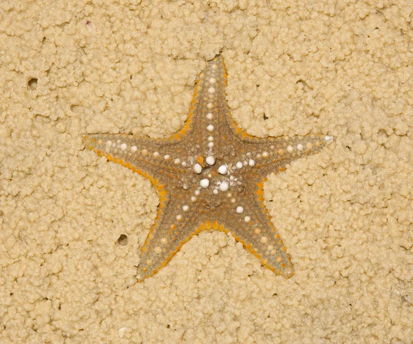 Starfish in soft sand — Stock Photo, Image