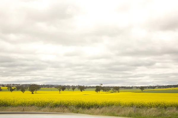 Campos de canola — Foto de Stock