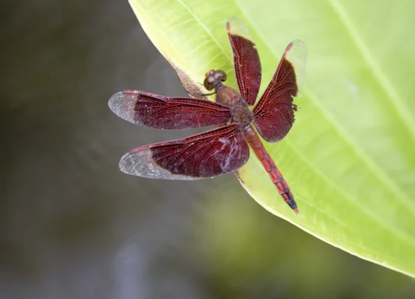 Libelle — Stockfoto