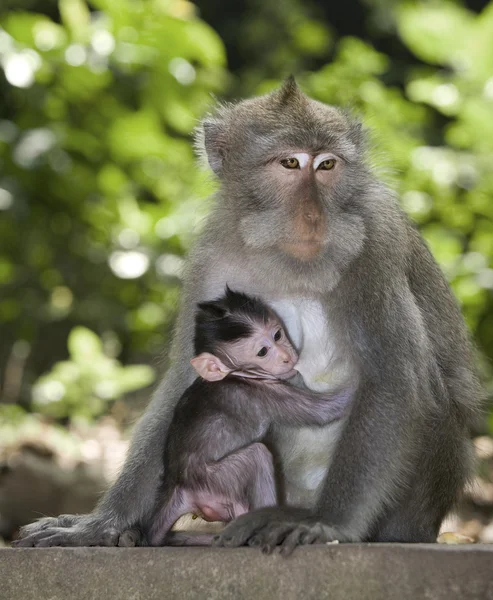 Monkey with baby — Stock Photo, Image