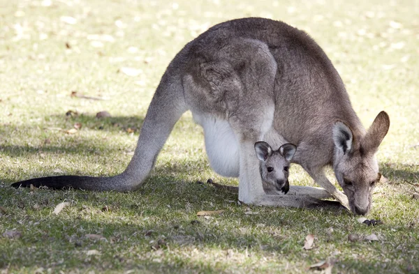 Känguru — Stockfoto