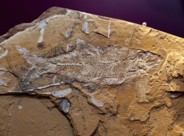 fosil küçük dinozor