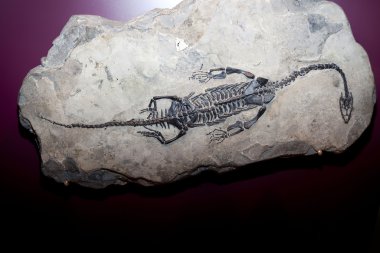 fosil küçük dinozor