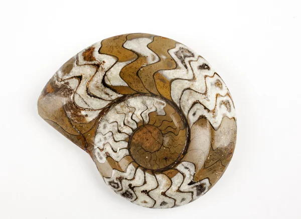 Ammonit — Stockfoto