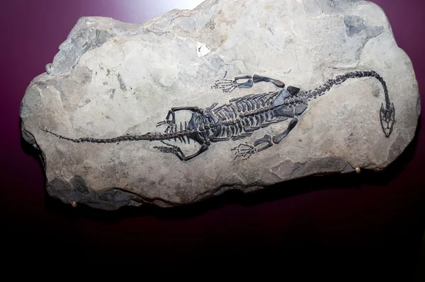 fosil küçük dinozor