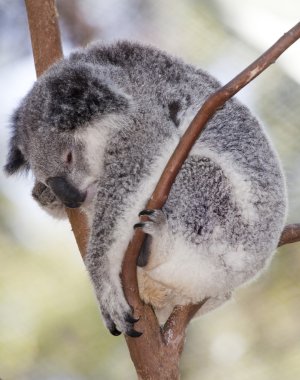 Koala uyuyor