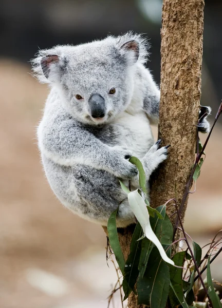 Koala vzhůru — Stock fotografie