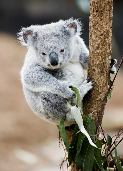 Коала проснулась — стоковое фото