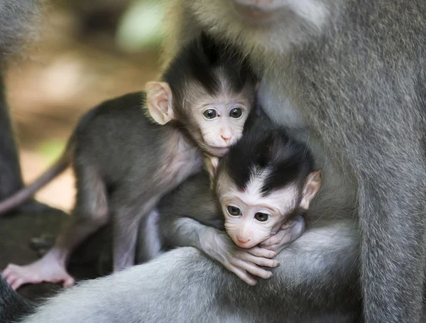 Bebés macacos — Fotografia de Stock