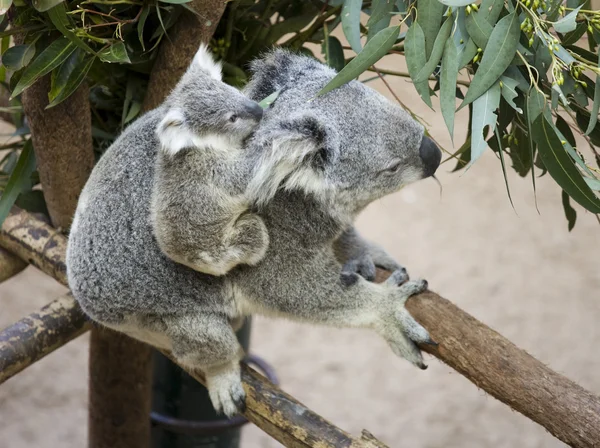 Koala med baby — Stockfoto