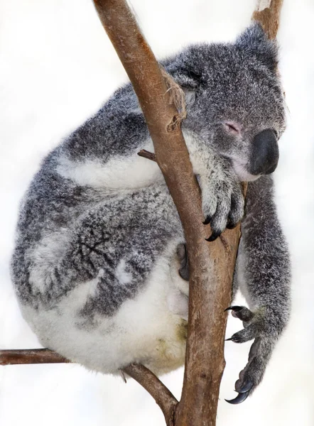Gekoeld koala — Stockfoto
