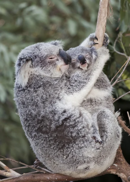 Koala australiano e bebê — Fotografia de Stock
