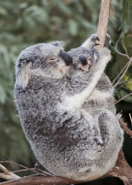 Koala australian and baby — Stock Photo, Image