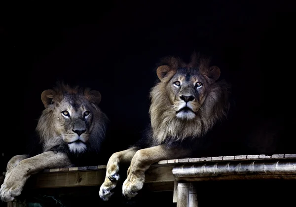 Пара львов — стоковое фото