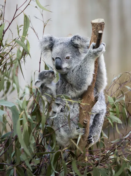 Koala Australische en baby — Stockfoto