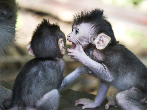 Macaco de bali sussurrando — Fotografia de Stock