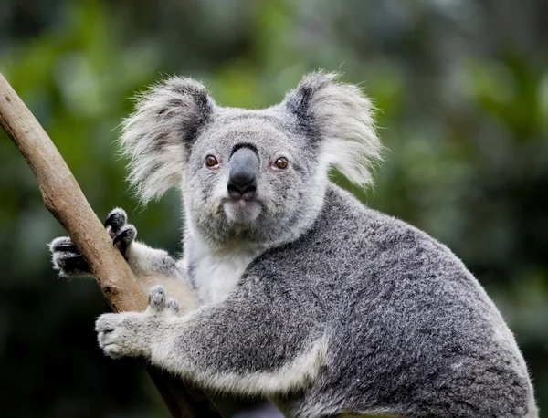 Koala australiano — Foto Stock