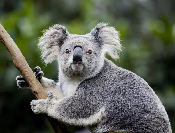 Koala australiano —  Fotos de Stock