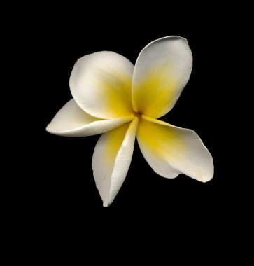 Frangipani