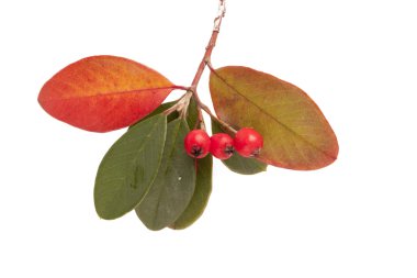 Avustralya yaprakları