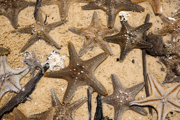 Many starfish — Stock Photo, Image