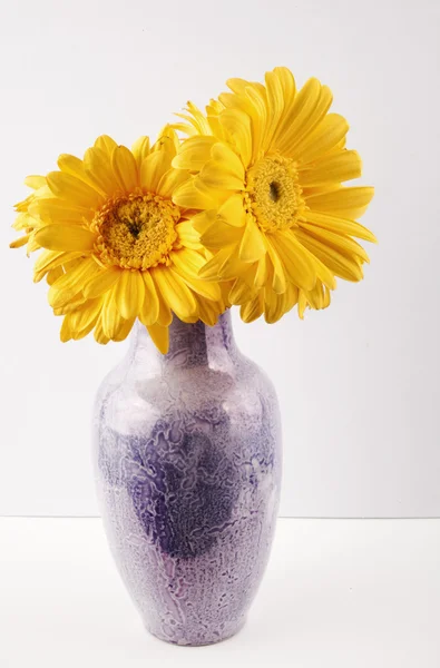 Gerbera fiori — Foto Stock