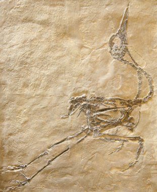 Fossil of bird maybe clipart