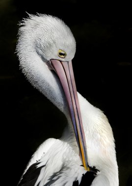 Australian pelican clipart
