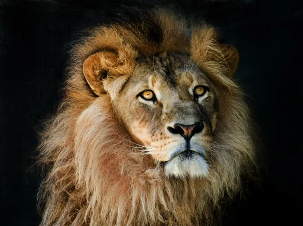 Lion portrait — Zdjęcie stockowe