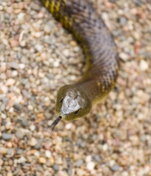 Eastern tiger snake Australia deadly — Stock Photo, Image