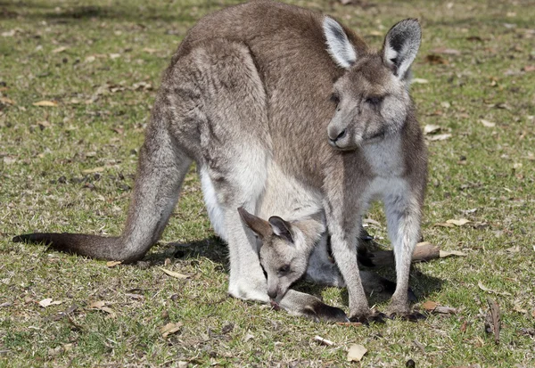 Känguru — Stockfoto