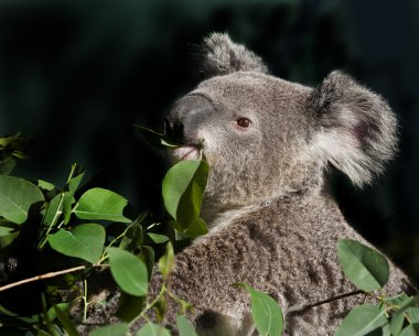 Avustralya koala ayısı