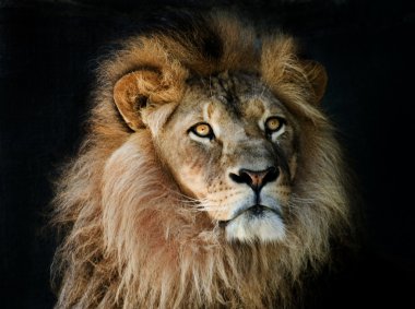 gururlu aslan