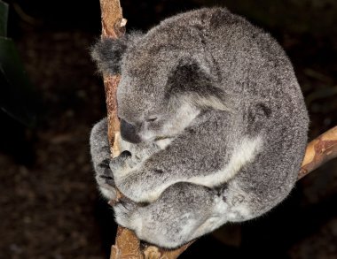 Avustralya koala ayısı