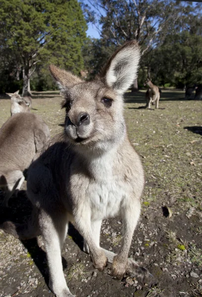 澳大利亚袋鼠广角 — 图库照片